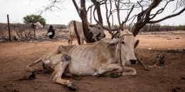 East Africa faces worst hunger crisis in decades