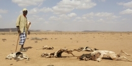 UN agencies launch drought response package to avert famine in Somalia