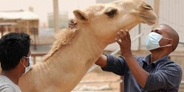 MERS virus update: Saudi Arabia mulls banning camel imports from Africa