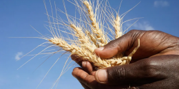Somalia among top 5 African countries hit hard by the grain crisis in Ukraine