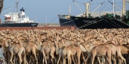 Somalia says any Saudi camel import ban would hurt economy