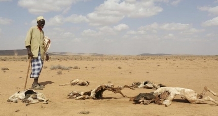 Cattle dying as drought strikes Jubaland, Somalia