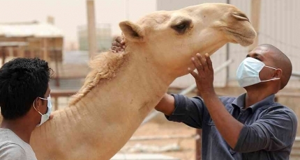 MERS virus update: Saudi Arabia mulls banning camel imports from Africa
