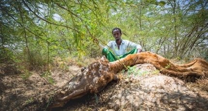 EU delivers emergency food supplies to Somalia amid severe drought