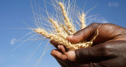 Somalia among top 5 African countries hit hard by the grain crisis in Ukraine