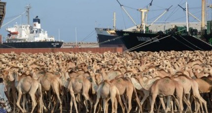 Somalia says any Saudi camel import ban would hurt economy